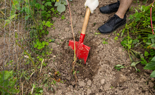 istock farmer spade soil, digging earth boots, agriculture work cultivation, farm work manual labor garden, vegetable patch digging farmer, outdoor work farming tools, cultivating land gardener, soil 2176424805