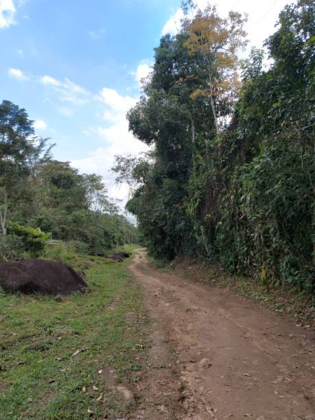 istock Dirt road in the forest 2176424863