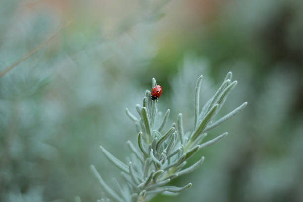 A close-up shot of a vibrant red ladybird perched on the soft green leaves of a lavender plant. The background is blurred, drawing attention to the insect and the detailed texture of the plant.