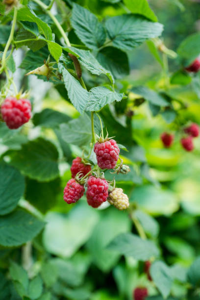 istock Branch with ripe raspberry in the garden 2176426054
