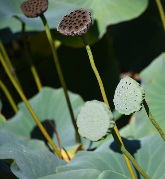 istock Botanic garden - Lotus pond 2176426283