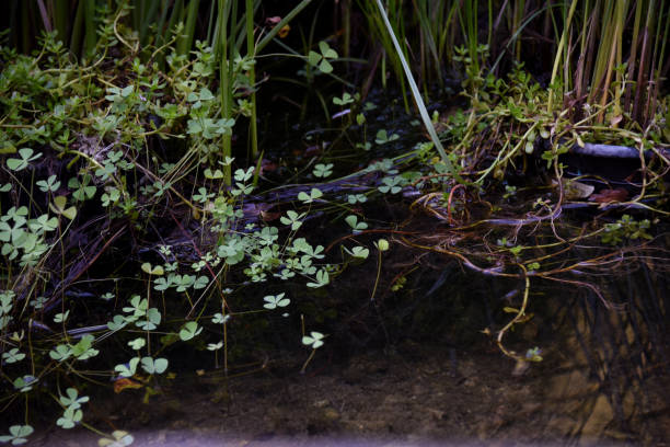 istock Botanic garden Pond 2176426365