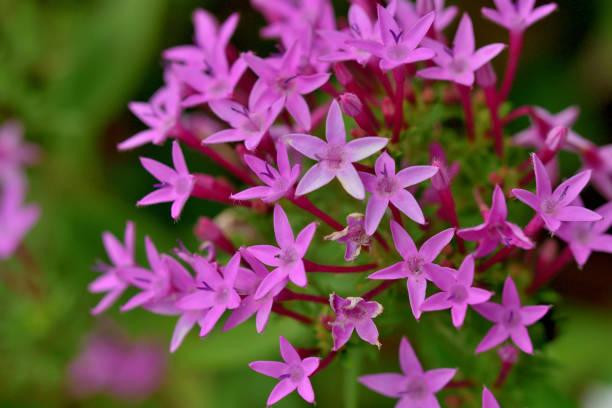 istock Pentas lanceolata/Egyptian Star Cluster: Dense Clusters of Star-shaped Flowers 2176429162