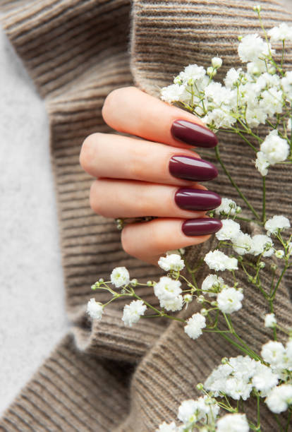 istock Elegant deep burgundy nails displayed alongside delicate white flowers on a cozy knit sweater backdrop 2176429183