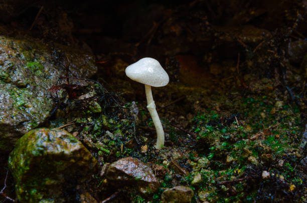 Mushrooms in the jungle