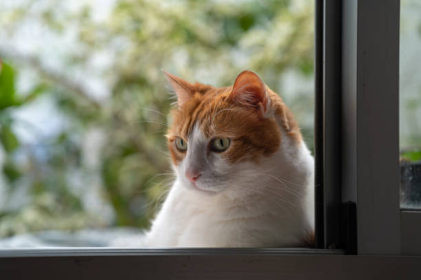 istock brown and white cat with yellow eyes in a garden 2176430334