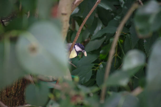 Coal Tit taking off from a twig