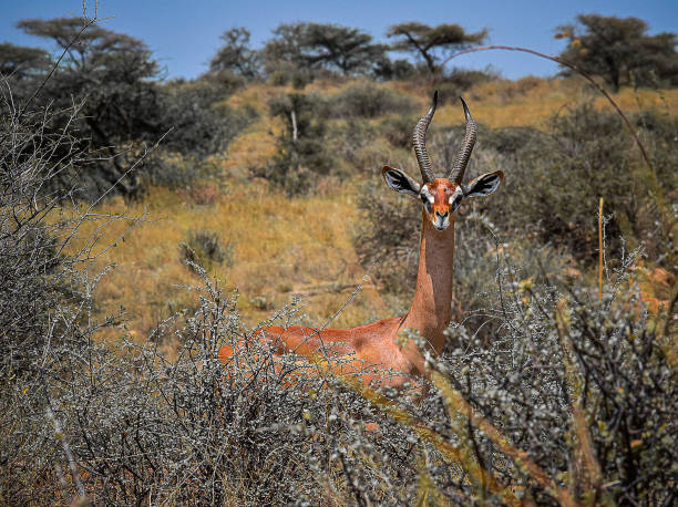 istock Generuk at Buffalo Springs Reserve 2176431536