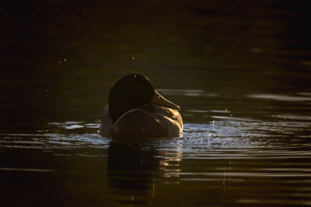 istock mallard duck backlit in morning light 2176433730