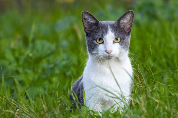 istock gray and white cat sitting in the grass 2176433832