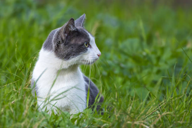 cat in the grass