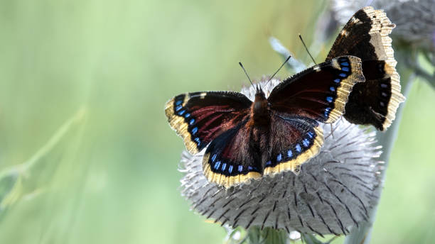 istock Two Camberwell Beauties (Nymphalis Antiopa) 2176434428