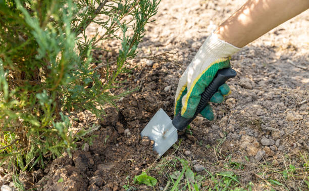 istock Close-up of hands digging soil with garden shovel. Springtime, working on a plot of land, landscaping, gardening, growing flowers, fruit crops. Copy space. 2176435842