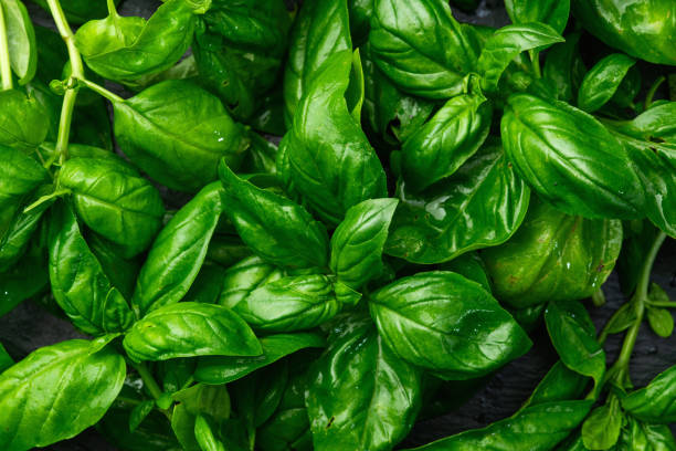 istock Basil leaves background photography 2176435916