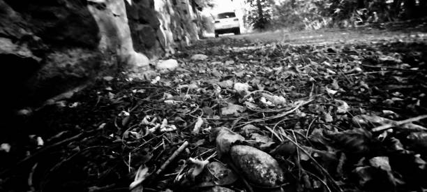 An abandoned vehicle rusts in a tree area after experiencing a car fire.