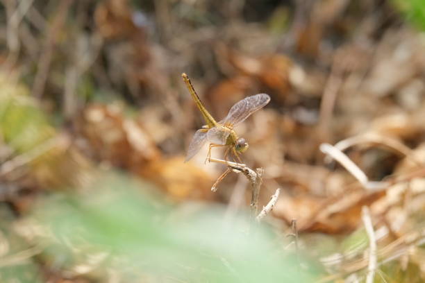 A dragonfly with its bottom raised perches on a dry grass stalk.