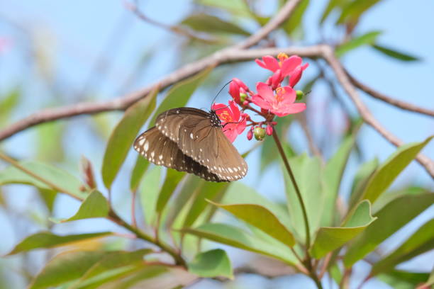 Pink Desert Rose With Butterfly Spring Nature Outdoor Relax Photo Nature Background