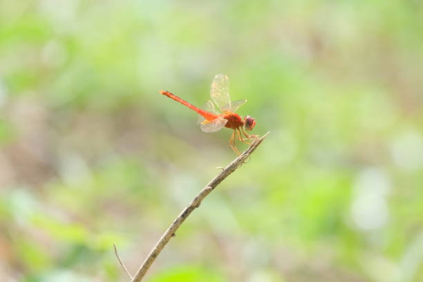 Photograph of red dragonfly life in the grassland.