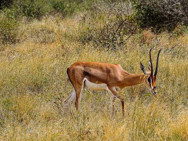 istock Grant's Gazelle at Buffalo Springs Reserve 2176442603