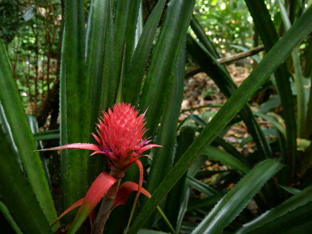 Ananas comosus plant, pineapple pink inflorescence. Tropical fruit inflorescence