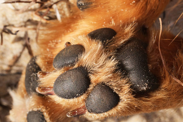 Close-up of beagle dog paws resting on a soft purple blanket, featuring a ladybug sticker adhered to one paw, creating a heartwarming scene of comfort and playfulness