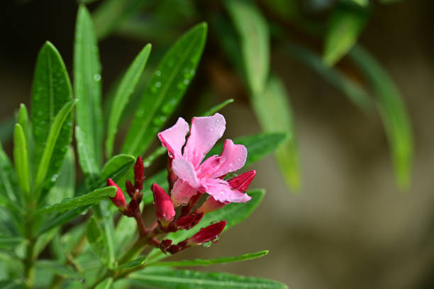 Closeup sweet oleander flower, Nerium oleander, blooming with glowing dewdrops in early morning at valley. Natural sunlight.