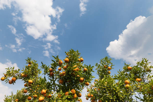 Ripe and fresh tangerine oranges hanging on branch with nice blue sky and cloud, orange orchard. Bunch of ripe oranges hanging on a tree.