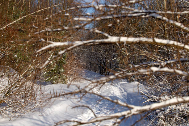 Winter. Snowy winter, winter forest on the horizon