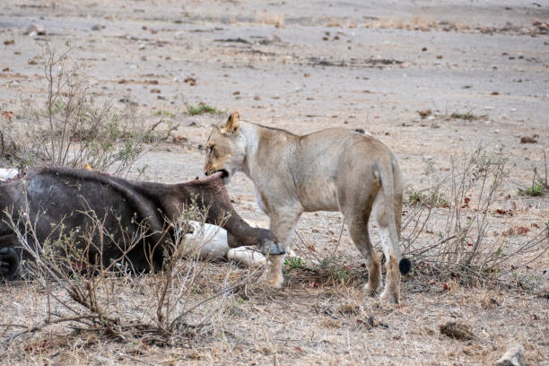 istock lionesses after hunting, eat the prey 2176454863