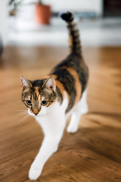 istock Tricolor domestic cat 2176455268