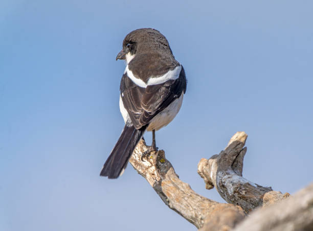 istock Fiscal flycatcher (Sigelus silens) in a South African Game Reserve. 2176456206