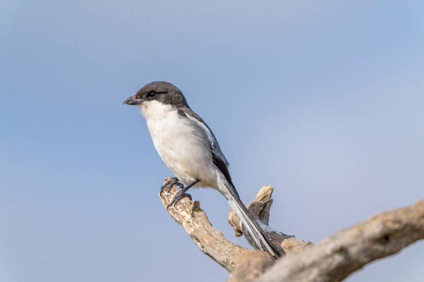 istock Fiscal flycatcher (Sigelus silens) in a South African Game Reserve. 2176456419