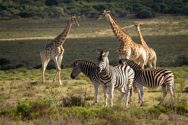 istock Zebra and reticulated Giraffe in a South African Game Reserve. 2176456534