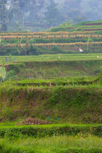 istock terraced landscape on the hills in Trawas 2176458154