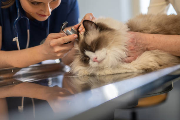 istock Maine Coon Cat Receives Veterinary Care 2176459172
