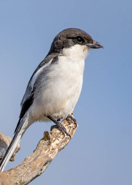 istock Fiscal flycatcher (Sigelus silens) in a South African Game Reserve. 2176461073