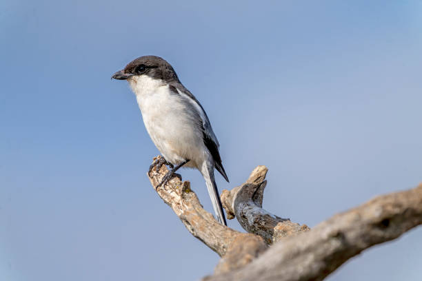 istock Fiscal flycatcher (Sigelus silens) in a South African Game Reserve. 2176461417