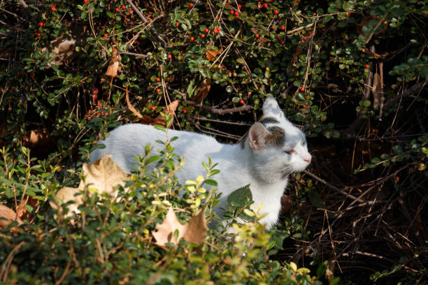 A white cat with black spots curiously sniffs pink flowers in a garden. The cat stands on a gravel path surrounded by blooming plants, creating a peaceful and natural scene.