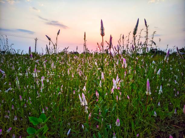 istock Blooming and fresh grass flowers 2176466167