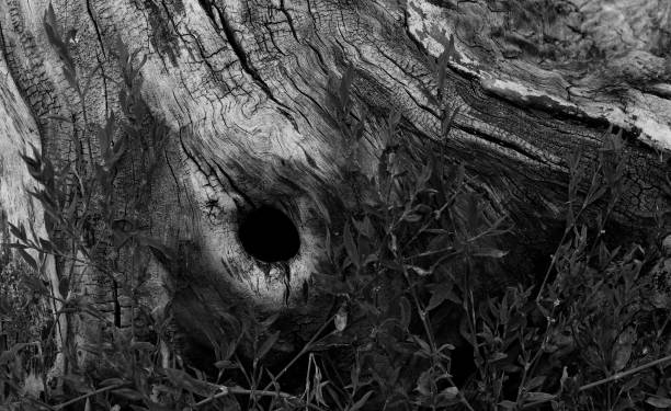 istock A black hole in a tree surrounded by climbing plants panoramic image with copy space 2176466250