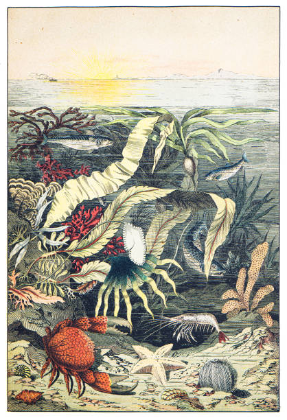 bildbanksillustrationer, clip art samt tecknat material och ikoner med north sea: starfish, sea urchin, mantis shrimp, salmon, herring hand colored engraving 1876 - sötvattensfisk