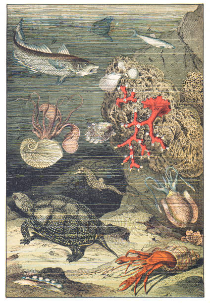 Hand colored engraving - Instructive Recreations for Youth. III. Series. Third Edition. Esslingen. J. F. Schreiber. 1876.