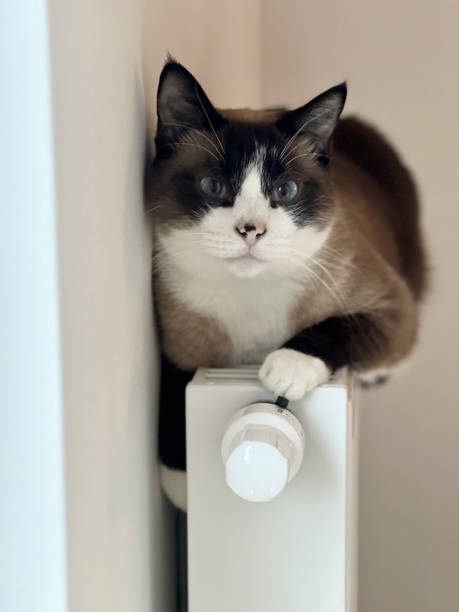 istock Cat resting on a white radiator at the beginning of winter 2176467154