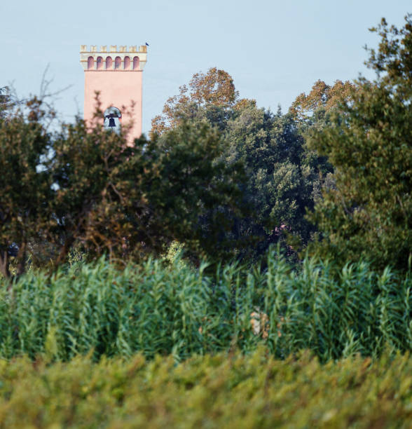 A photograph of a traditional tower rising above thick vegetation in the Tuscan countryside. The bell tower’s architectural details peek through the surrounding trees and plants, creating a serene and picturesque scene typical of rural Italy.