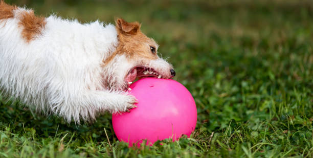 istock Hyperactive dog puppy plays with her toy ball, biting and chewing it in the grass 2176468491