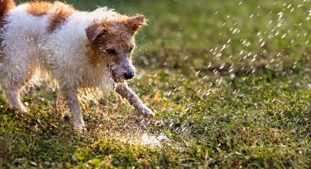 istock Excited dog plays with water and bites, drinks it in the grass 2176468498