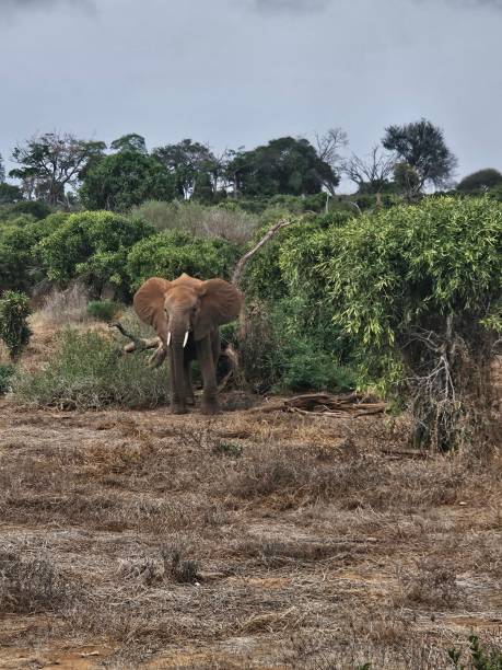 istock An elephant in its natural habitat on the Savannah. 2176472394
