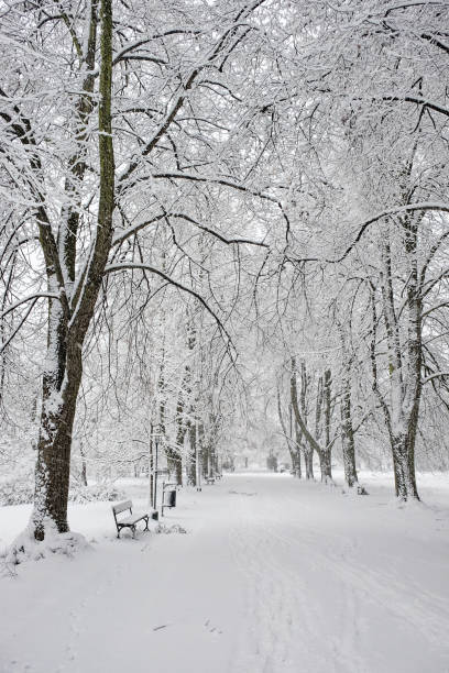 istock Snow-covered park bench near a tree, winter landscape. Snowfall. 2176472462