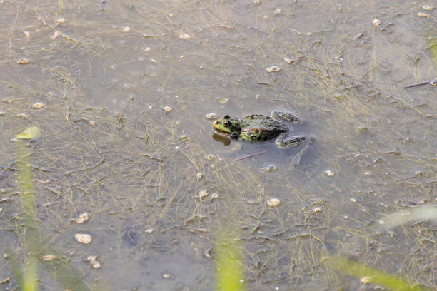 istock The common toad or European toad is sitting in swamp 2176473864