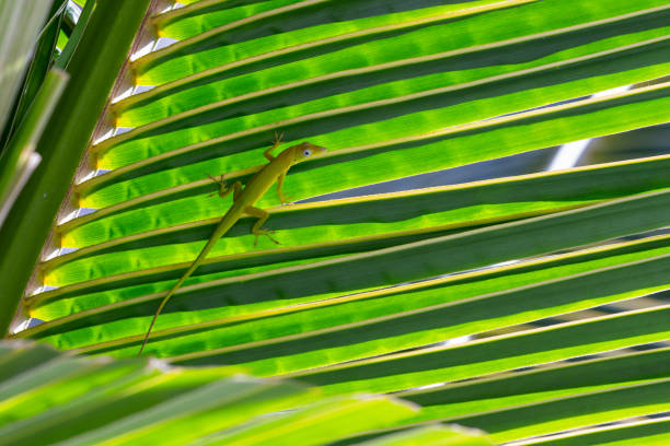 Anolis Carolinensis lizard is sitting on green palm tree leaf, close-up natural photography